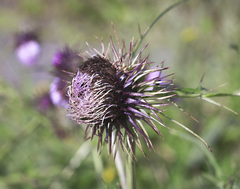 Cirsium yatsu-alpicola