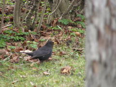 Turdus merula