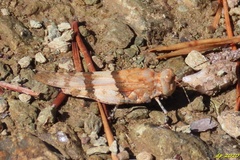Sphingonotus azurescens