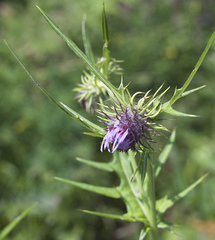 Cirsium yatsu-alpicola