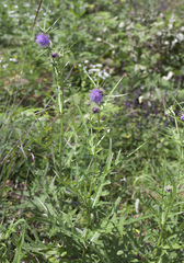 Cirsium yatsu-alpicola