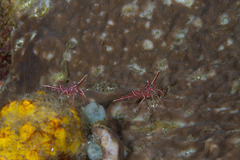 Rhynchocinetes durbanensis