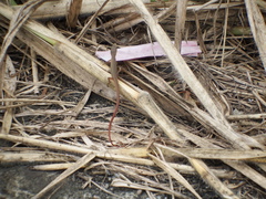 Takydromus stejnegeri