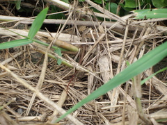 Takydromus stejnegeri