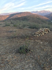 Conophytum ficiforme