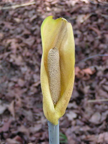Anchomanes dalzielii