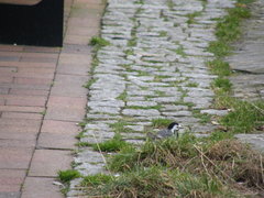 Motacilla alba