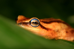Travancore Bubble-Nest Frog photo 2