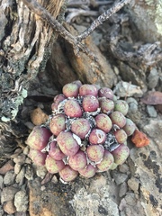 Conophytum ficiforme