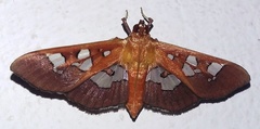 Phostria oajacalis