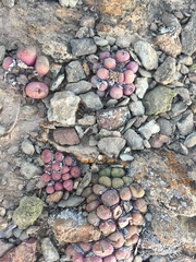 Conophytum ficiforme