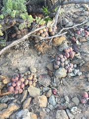 Conophytum ficiforme