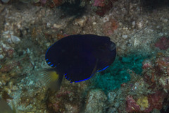 Centropyge fisheri