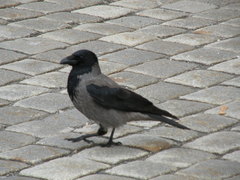 Corvus cornix