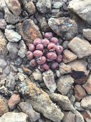 Conophytum ficiforme