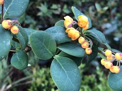 Berberis nigricans