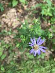 Symphyotrichum retroflexum
