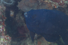 Neoglyphidodon melas