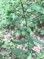 Symphyotrichum retroflexum