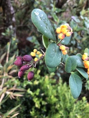 Berberis nigricans