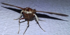 Phostria oajacalis