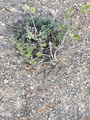 Conophytum ficiforme