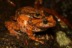 Ghatixalus asterops