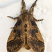 Variable Tussock Moth - Photo (c) Jim Johnson, some rights reserved (CC BY-NC-ND), uploaded by Jim Johnson