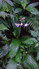 Calanthe masuca