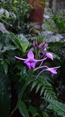 Calanthe masuca