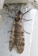 Dysmicohermes disjunctus