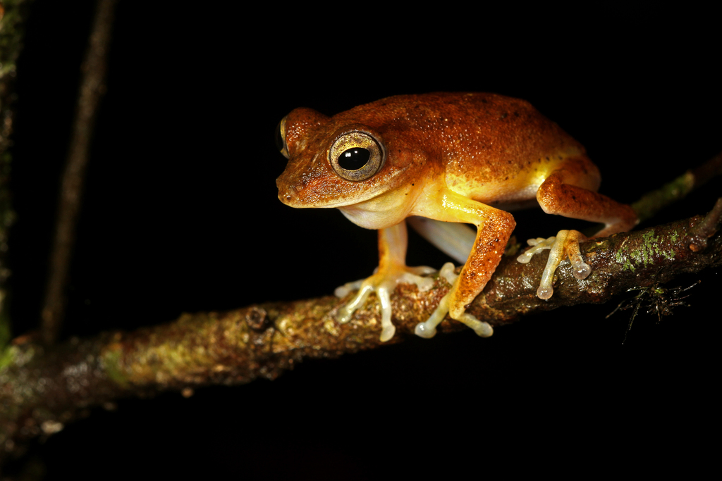 Myristica Lowland Tree Frog