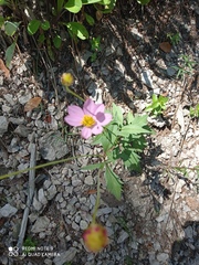 Cosmos pringlei