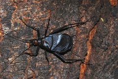 Homoeogryllus orientalis