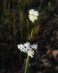 Perideridia lemmonii