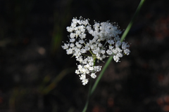 Perideridia lemmonii