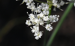 Perideridia lemmonii