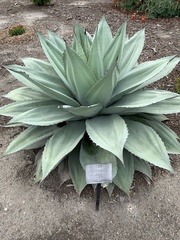 Agave ovatifolia