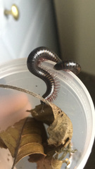 Pachyiulus oenologus