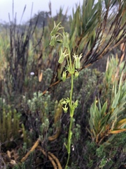 Halenia aquilegiella image