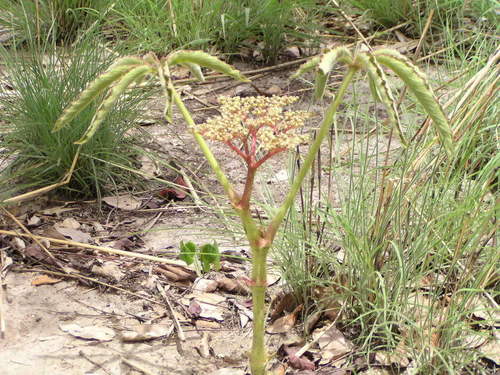 Cyphostemma flavicans