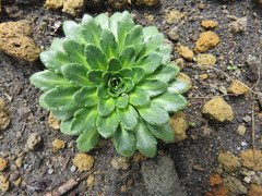 Draba jorullensis