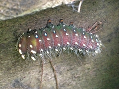 Eacles imperialis pini