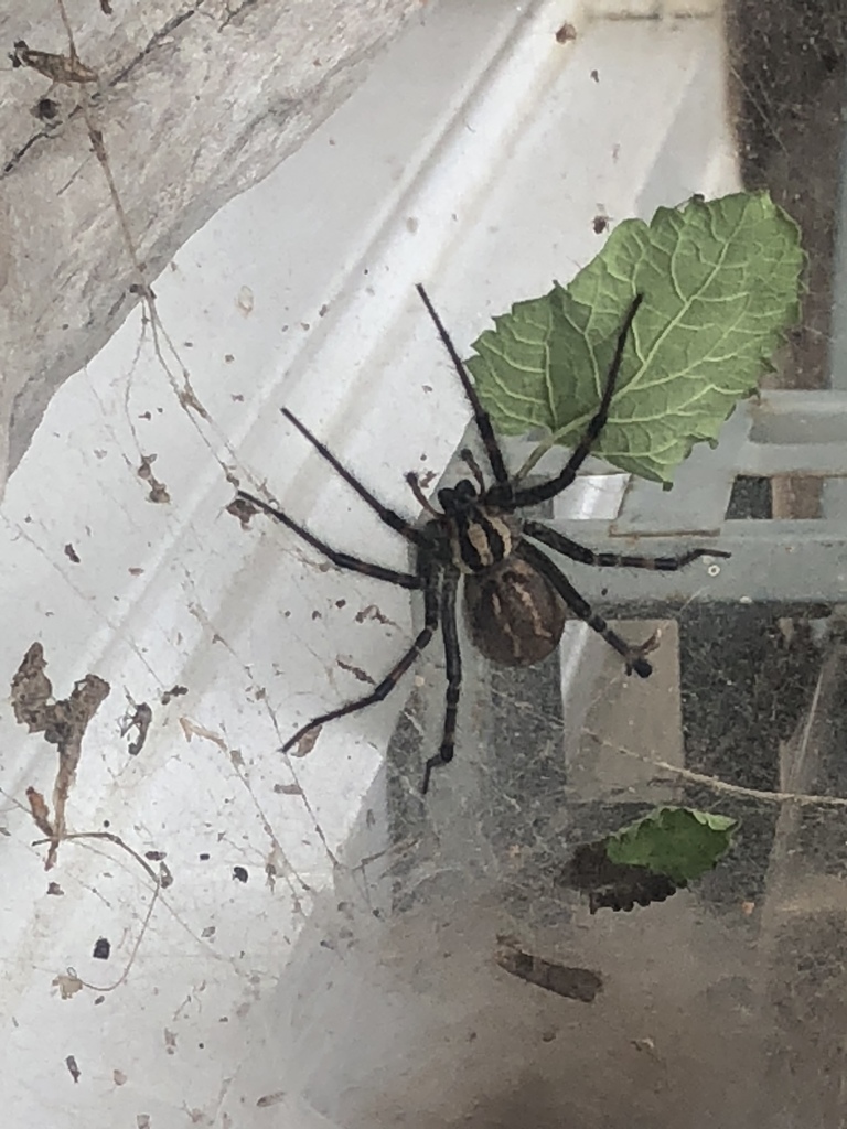 Grass Spiders from Burnley Station Rd, Barboursville, VA, US on August
