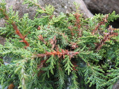 Juniperus monticola