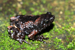 Uperodon montanus