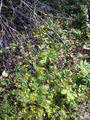 Lapsana communis intermedia