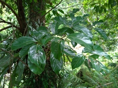 Cinnamomum micranthum