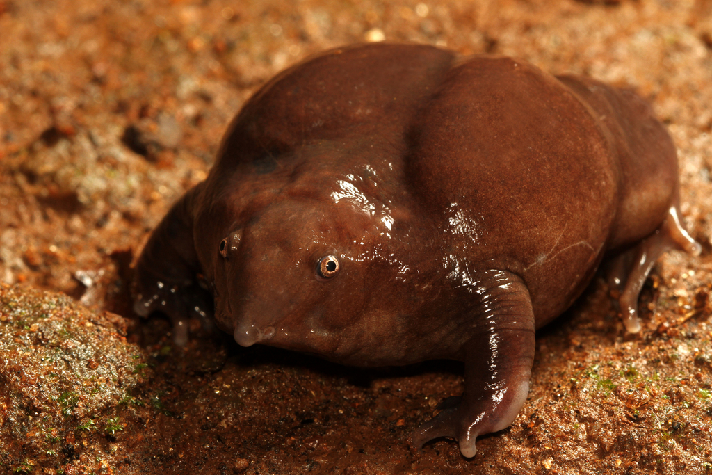 Purple Frog