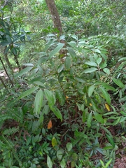 Cinnamomum austrosinense